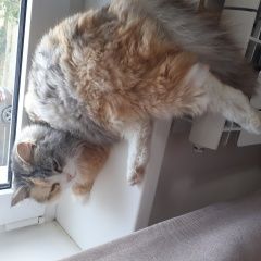 Подробнее об объявлении «Найдена кошка Геленджик» Фото: найдена кошка  «Найдена кошка Геленджик» в г. Геленджик