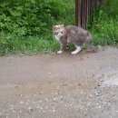 Подробнее об объявлении «Москва Найдена кошка район д. бужаниново моск. обл.» Фото: найдена кошка  «Москва Найдена кошка район д. бужаниново моск....» в г. Москва