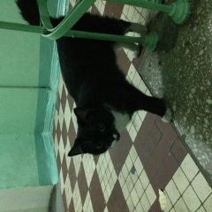 Подробнее об объявлении «Москва Найдена кошка» Фото: найдена кошка  «Москва Найдена кошка» в г. Москва