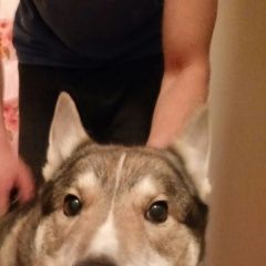 Подробнее об объявлении «Нижний Новгород Найдена собака кобель» Фото: найдена собака  «Нижний Новгород Найдена собака кобель» в г. Нижний Новгород