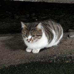 Подробнее об объявлении «Найден кот ул. партизана германа Санкт-Петербург» Фото: найдена кошка  «Найден кот ул. партизана германа Санкт-Петербург» в г. Санкт-Петербург