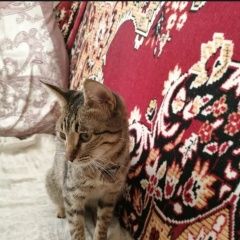 ����: ������� �����  ���������� ������� ����� � �. ���������