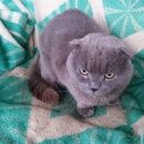 Подробнее об объявлении «Найден кот. шотландская вислоухая порода Дмитров» Фото: найдена кошка Шотландская вислоухая «Найден кот. шотландская вислоухая порода Дмитров» в г. Дмитров