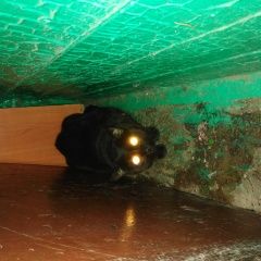 Подробнее об объявлении «Липецк Найдена кошка» Фото: найдена кошка  «Липецк Найдена кошка» в г. Липецк