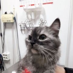 Подробнее об объявлении «Москва Найдена кошка. вечером декабря» Фото: найдена кошка  «Москва Найдена кошка. вечером декабря» в г. Москва