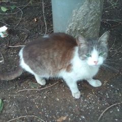 Подробнее об объявлении «Москва Найдена кошка улица зарайская дом 26» Фото: найдена кошка  «Москва Найдена кошка улица зарайская дом 26» в г. Москва