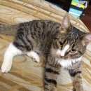 Подробнее об объявлении «Найден кот в березовском Березовский (Свердловская обл.)» Фото: найдена кошка  «Найден кот в березовском Березовский...» в г. Березовский (Свердловская обл.)