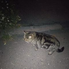 Подробнее об объявлении «Найдена кошка кировский район Томск» Фото: найдена кошка  «Найдена кошка кировский район Томск» в г. Томск