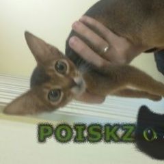 Подробнее об объявлении «Москва Найдена кошка котенок абиссинец, девочка, каширка» Фото: найдена кошка Абиссинская «Москва Найдена кошка котенок абиссинец,...» в г. Москва