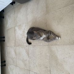 Подробнее об объявлении «Помогите найти 15 января Москва» Фото: потеряшка  «Помогите найти 15 января Москва» в г. Москва