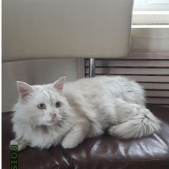 Подробнее об объявлении «Ангарск Найден кот» Фото: найдена кошка  «Ангарск Найден кот» в г. Ангарск