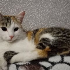 Подробнее об объявлении «Санкт-Петербург Найдена кошка 3.01.23» Фото: найдена кошка  «Санкт-Петербург Найдена кошка 3.01.23» в г. Санкт-Петербург