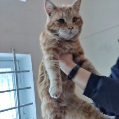 Подробнее об объявлении «Москва Найден кот молодой котик» Фото: найдена кошка  «Москва Найден кот молодой котик» в г. Москва