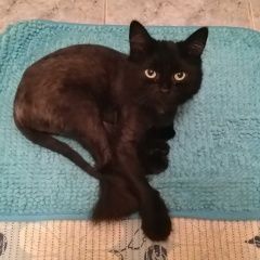 Подробнее об объявлении «Найдена кошка черная кошка Батайск» Фото: найдена кошка  «Найдена кошка черная кошка Батайск» в г. Батайск