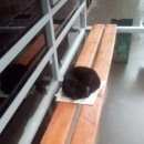 Подробнее об объявлении «Найдена кошка кот в балашихе Балашиха» Фото: найдена кошка  «Найдена кошка кот в балашихе Балашиха» в г. Балашиха