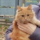 Подробнее об объявлении «Найдена кошка Голицыно (Московская обл.)» Фото: найдена кошка  «Найдена кошка Голицыно (Московская обл.)» в г. Голицыно (Московская обл.)
