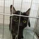 Подробнее об объявлении «Москва Найден кот молодой кот в районе ховрино» Фото: найдена кошка  «Москва Найден кот молодой кот в районе ховрино» в г. Москва