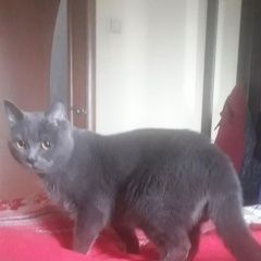Подробнее об объявлении «Красноярск Найден кот серый кот» Фото: найдена кошка  «Красноярск Найден кот серый кот» в г. Красноярск