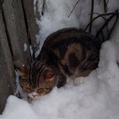 Подробнее об объявлении «Найдена кошка или кот Уфа» Фото: найдена кошка  «Найдена кошка или кот Уфа» в г. Уфа