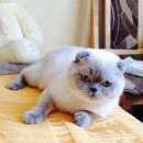 Подробнее об объявлении «Ставрополь Найден кот в добрые руки» Фото: найдена кошка Шотландская вислоухая «Ставрополь Найден кот в добрые руки» в г. Ставрополь