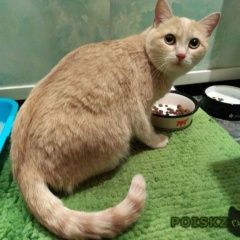 Подробнее об объявлении «Новосибирск Найдена кошка» Фото: найдена кошка  «Новосибирск Найдена кошка» в г. Новосибирск