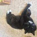 Подробнее об объявлении «Москва Найден кот» Фото: найдена кошка  «Москва Найден кот» в г. Москва