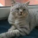 Подробнее об объявлении «Лобня Найден кот т серый британский кот тексти» Фото: найдена кошка Британская короткошерстная «Лобня Найден кот т серый британский кот тексти» в г. Лобня