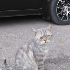 Подробнее об объявлении «Найден кот Оренбург» Фото: найдена кошка Британская короткошерстная «Найден кот Оренбург» в г. Оренбург