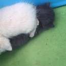 Подробнее об объявлении «Москва Найдена кошка» Фото: найдена кошка  «Москва Найдена кошка» в г. Москва