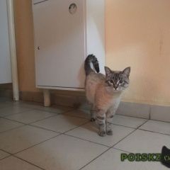 Подробнее об объявлении «Найден кот Оренбург» Фото: найдена кошка  «Найден кот Оренбург» в г. Оренбург