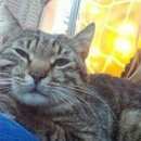 Подробнее об объявлении «Москва Найдена кошка» Фото: найдена кошка  «Москва Найдена кошка» в г. Москва