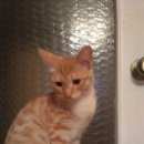 Подробнее об объявлении «Одинцово Найдена кошка» Фото: найдена кошка  «Одинцово Найдена кошка» в г. Одинцово