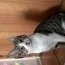 Подробнее об объявлении «Найден кот. Реутов» Фото: найдена кошка  «Найден кот. Реутов» в г. Реутов