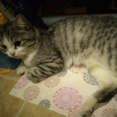 Подробнее об объявлении «Жуковский Найден кот» Фото: найдена кошка  «Жуковский Найден кот» в г. Жуковский