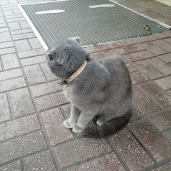 Подробнее об объявлении «Найдена кошка Ставрополь» Фото: найдена кошка  «Найдена кошка Ставрополь» в г. Ставрополь