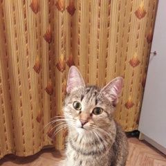 Подробнее об объявлении «Москва Найдена кошка кошечка. чертаново.» Фото: найдена кошка  «Москва Найдена кошка кошечка. чертаново.» в г. Москва