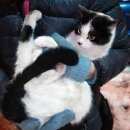 Подробнее об объявлении «Москва Найдена кошка (или кот) белая с черными» Фото: найдена кошка  «Москва Найдена кошка (или кот) белая с черными» в г. Москва