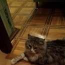 Подробнее об объявлении «Мытищи Найден котик ласковый» Фото: найдена кошка  «Мытищи Найден котик ласковый» в г. Мытищи