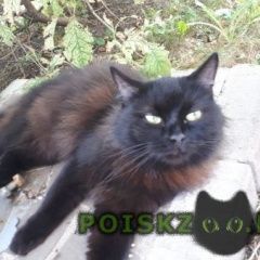 Подробнее об объявлении «Москва Найдена кошка черная кошка (кот?)» Фото: найдена кошка  «Москва Найдена кошка черная кошка (кот?)» в г. Москва