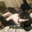 Подробнее об объявлении «Москва Найдена кошка» Фото: найдена кошка  «Москва Найдена кошка» в г. Москва