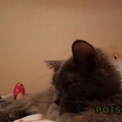 Подробнее об объявлении «Белгород Найдена кошка девочка -месяцев» Фото: найдена кошка Британская длинношерстная «Белгород Найдена кошка девочка -месяцев» в г. Белгород