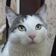Подробнее об объявлении «Нальчик Найден кот» Фото: найдена кошка  «Нальчик Найден кот» в г. Нальчик