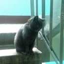 Подробнее об объявлении «Москва Найдена кошка британка» Фото: найдена кошка Британская короткошерстная «Москва Найдена кошка британка» в г. Москва