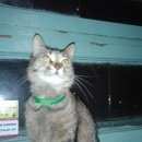 Подробнее об объявлении «Найдена кошка отдам в добрые руки Красноярск» Фото: найдена кошка  «Найдена кошка отдам в добрые руки Красноярск» в г. Красноярск