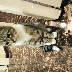 Подробнее об объявлении «Одинцово Найден котенок подросток» Фото: найдена кошка  «Одинцово Найден котенок подросток» в г. Одинцово