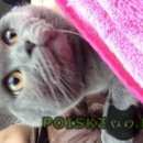 Подробнее об объявлении «Ставрополь Найден кот» Фото: найдена кошка Британская короткошерстная «Ставрополь Найден кот» в г. Ставрополь