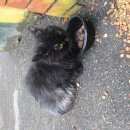 Подробнее об объявлении «Москва Найдена кошка» Фото: найдена кошка Британская длинношерстная «Москва Найдена кошка» в г. Москва