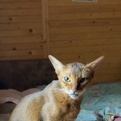Подробнее об объявлении «Найден кот абиссинския кошка Заокский» Фото: найдена кошка Абиссинская кошка «Найден кот абиссинския кошка Заокский» в г. Заокский