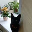 Подробнее об объявлении «Москва Найден кот» Фото: найдена кошка  «Москва Найден кот» в г. Москва