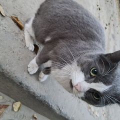 Подробнее об объявлении «Найдена кошка Ангарск» Фото: найдена кошка  «Найдена кошка Ангарск» в г. Ангарск